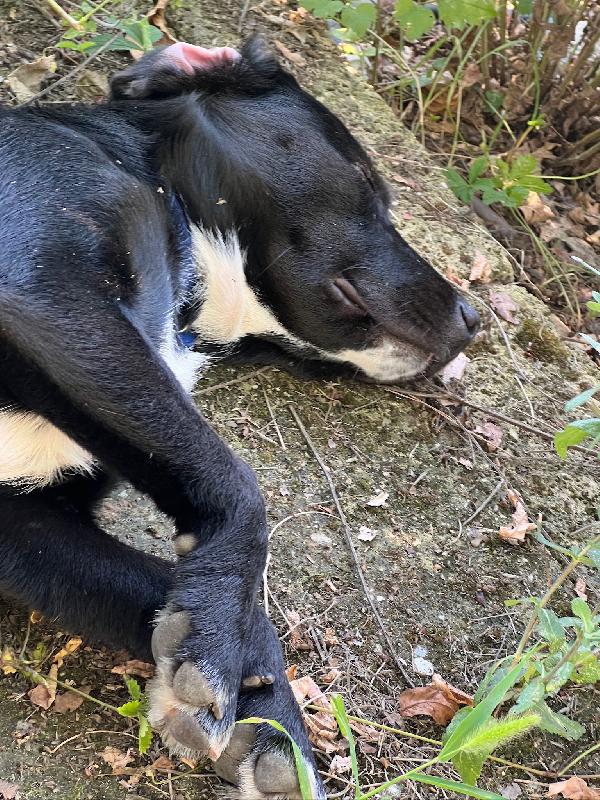 💛 BRUNO – UN CUCCIOLO SPECIALE IN CERCA DI CASA 💛 Foto 3